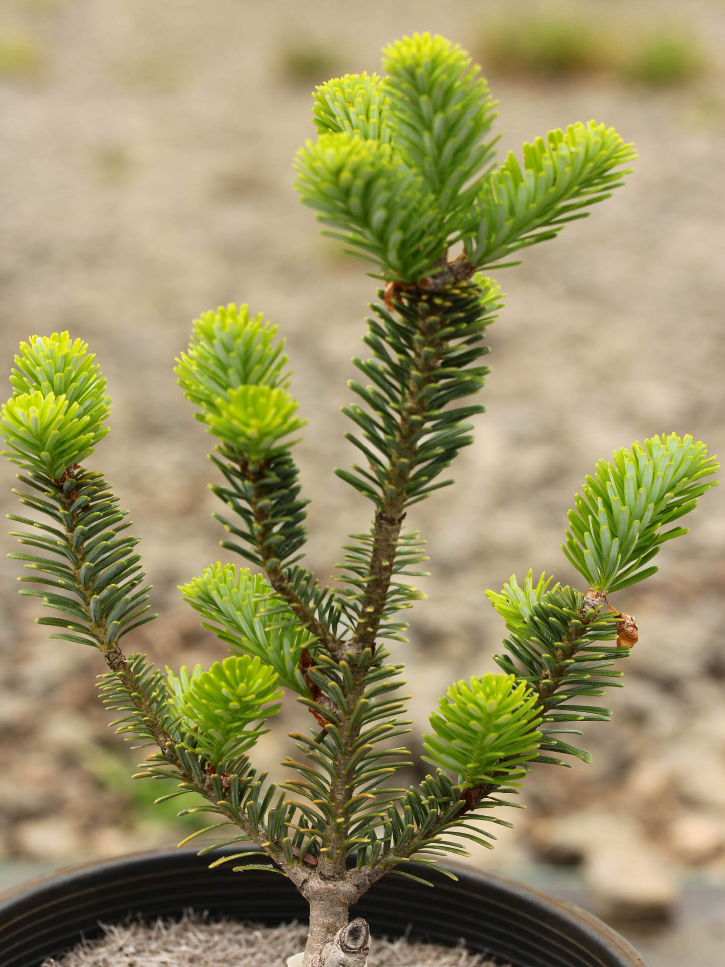 Abies koreana 